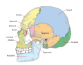 Tengkorak manusia (samping)