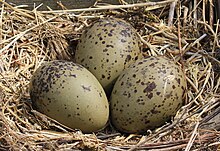 Three taupe-colored, brown-speckled eggs in a bird's nest made of dried grass