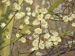 Salix caprea8.jpg