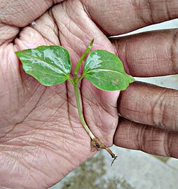 Seedling of Bombax species