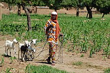 Dona amb cabres a Burkina Faso