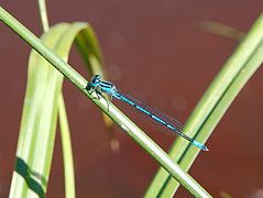 Agrion jouvencelle Coenagrion puella (mâle).