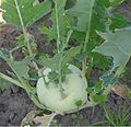 Kohlrabi mit beblätterter Sprossknolle