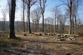 Vue sur de collines boisée l'hiver.