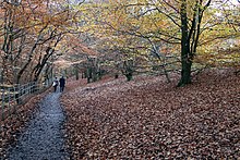 Une allée bordée de tapis de feuilles mortes descend parmi les arbres un peu dégarnis.