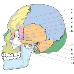 1:前頭骨、2:頭頂骨、3:鼻骨、4:篩骨、5:涙骨、6:蝶形骨、7:後頭骨、8:側頭骨、9:頬骨、10:上顎骨、11:下顎骨
