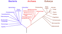 Voorbeeld van een fylogenetische stamboom die een overzicht geeft van de verwantschap tussen alle biologische rijken
