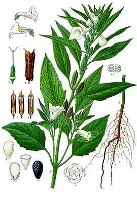 Sesamum indicum