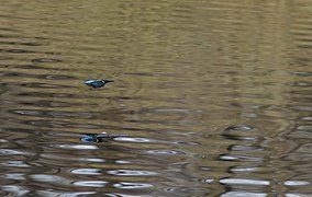 L'oiseau à pleine vitesse au ras de l'eau, ce qui lui vaut le surnom de « flèche bleue ».