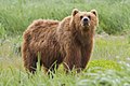 Deutsch: Bären English: bears Ursidae (cat.)