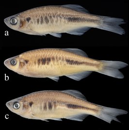 Devario anomalus