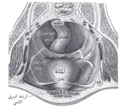 الغشاء المصلي البطني (حوض ذكري).