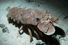 地中海擬蟬蝦（英语：Scyllarides latus）