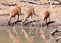 Impalas bebendo água