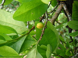 Tikrasis kokainmedis (Erythroxylum coca)