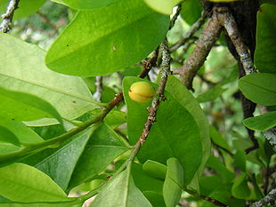 Coca (Erythroxylum coca)