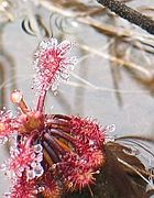 Drosera roraimae