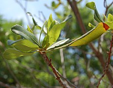 Morella pensylvanica.