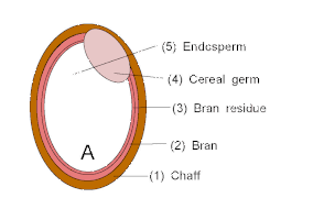 Rice processing A: Rice with chaff B: Brown rice C: Rice with germ D: White rice with bran residue E: Polished (1): Chaff (2): Bran (3): Bran residue (4): Cereal germ (5): Endosperm