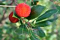 Arbutus unedo, arborcer