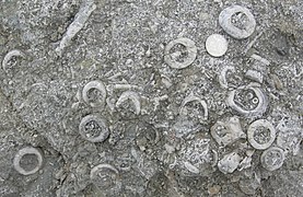 Fragments de crinoïdes dans un calcaire du Silurien (Pridoli) (Saaremaa, Estonie)