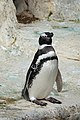 Magellanic penguin