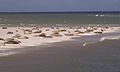 Tuljani na žalu nizozemskog Wadenskog mora