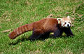 Deutsch: Kleine Pandas English: red pandas Ailuridae (cat.)