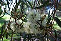 Eucalyptus annulata