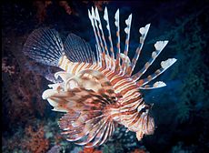 Pterois volitans