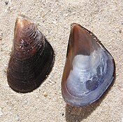 Middellansche-Zeemussel