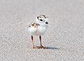 Image 69Piping plover chick in Queens