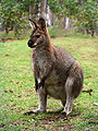 Red necked wallaby (picture taken in North Florida)