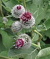 Arctium tomentosum