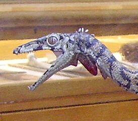 Tête « reptilienne » du Compsognathus du Musée d'histoire naturelle de Londres, 2007