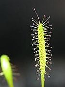 Drosera linearis