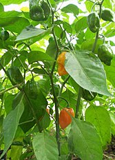 Habanero pepper (بیبر)