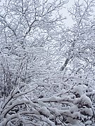 Neige dans le Luberon (France).