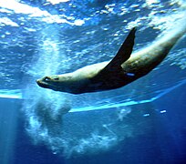 View of underwater environment.