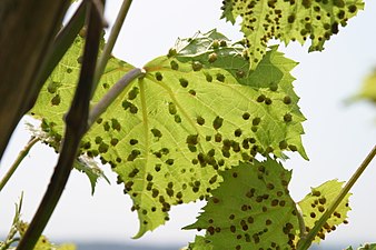 Gallbildningar på blad