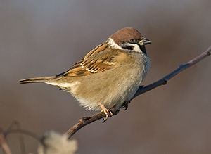 Sarksparag (Passer montanus) LC - least concern (ei trüüwet)