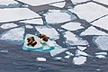 Image 73Walruses on Arctic ice floe (from Arctic Ocean)