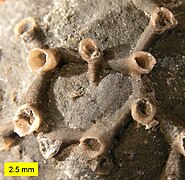 The common tabulate coral Aulopora from the Middle Devonian of Ohio – view of colony encrusting a brachiopod valve