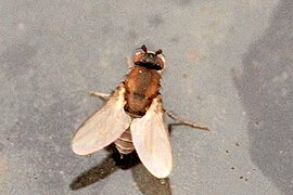 Coproica ferruginata, un Sphaeroceridae.