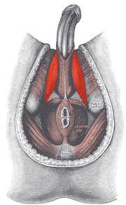 Musculus ischiocavernosus beim Mann