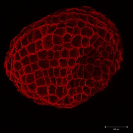 Semeno podbílku šupinatého (autofluorescence)