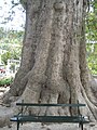 Trunk of an aged Platanus, in Trsteno, near Dubrovnik, Croatia