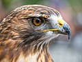 Image 22Red-tailed hawk rescue