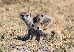 Autre groupe de suricates, dans le pan de Makgadikgadi au Botswana.