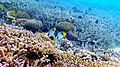 Image 41Coral reefs of the Maldives (from Indian Ocean)